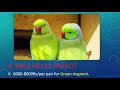 prices of parrots 2020 ringneck plum headed raw love bird.