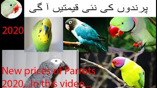 Prices of parrots 2020 | Ringneck | Plum headed | Raw | Love bird.