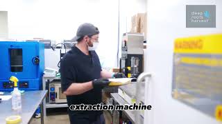 Cannabis Extraction Process at Deep Roots