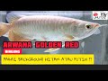 TIPS BACKGROUN AQUARIUM UNTUK ARWANA GOLDEN RED HB