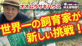 【要チェック】エノキをグングン育てる方法と日本の国蝶オオムラサキ（大紫、Sasakia charonda）の現状！蝶太郎物語りNo.190