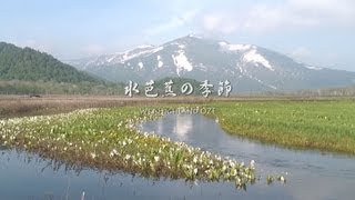 水芭蕉の季節