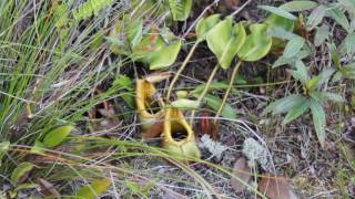 Nepenthes Stenophylla and Nepenthes veitchii - Borneo - Bario