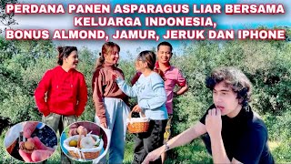 PANEN ASPARAGUS LIAR BERSAMA KELUARGA INDONESIA, BONUS ALMOND, JERUK, JAMUR DAN IPHONE 😂