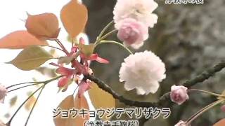 おやべランド☆『浄教寺の桜』2010年4月20日（火）