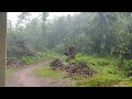 कोकणातील सुंदर पाऊस पोईप मालवण।beautiful rainy season in kokan malvan poip shorts kokan rain