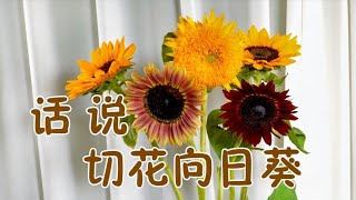 【大叔说花】鲜花选购及保养/油画巧克力泰迪向日葵鲜切花