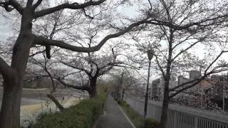 In Half Blooming along Kamo-River ~Cherry blossoms on 28th of March 2013~