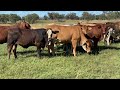 31 simbrah heifers