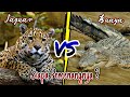 JAGUAR VS BUAYA MUARA ‼️ Mungkinkah Jaguar Menang Jika Melawan Buaya ⁉️