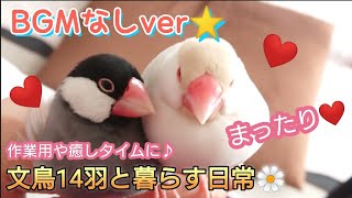 【文鳥】BGMなしver♪文鳥と暮らすゆるゆる動画☆作業用や癒しに…☆