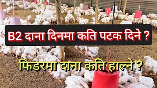 B2 दाना कति पटक दिने / फिडरमा दाना कति हाल्ने/Feeding schedule of boiler chicken/ Namaste Kishan TV