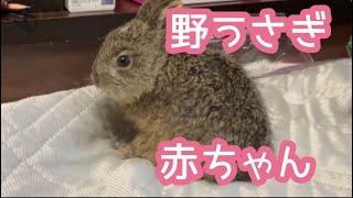 野うさぎ　赤ちゃん