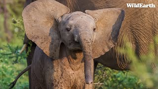 Baby ellie \u0026 leopard gifts - SafariLIVE Sunrise - 31 October 2024