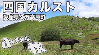 [4K] Shikoku Karst in Kumakōgen is a paradise for cows