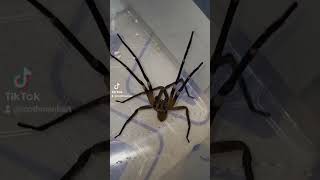 Brazilian WANDERING Spider