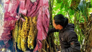 เข้าป่าตามหาน้ำผึ้งสดเก็บสะสมไว้กินช่วงหน้าแล้ง![AKHA NOI]