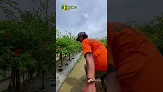 PABLO 86 ✊🌶️🔥 PETIKAN KE 5  #pertanian #info #cabaimahal #petani #indramayu