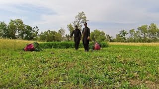 cutting of grass(shaftalo), bannu, bannugull, bannu gull, visit amazing place