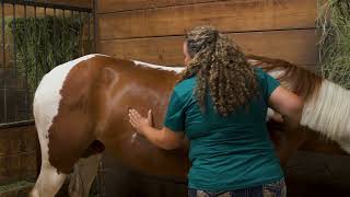 Equine Massage Essentials: The Strokes You Need to Know for a Horse's Back