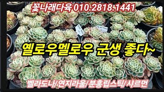 오늘은 옐로우멜로우 짬하기💥벨라도나/블랙킹군생/연지라울/바닐라비스/분홍립스틱//샤르먼/담홍군생💥꽃나래다육 010.2818.1441