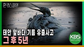 태안 앞바다 기름 유출사고, 그 후 5년. 태안은 어떤 모습일까? [환경스페셜-허베이스트리트호 기름 유출사고, 그 후 5년] / KBS 20121207 방송