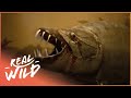 The Truth Behind Africa's Piranha | Tigerfish Attack | Real Wild