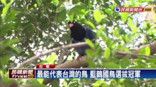 搶泡美人湯！ 藍鵲到溫泉池排隊戲水－民視新聞