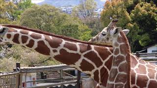 2019/04/16  のんびり餌を食べるキリン家族  in  みさき公園