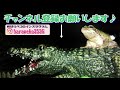 捕食に失敗していじけるアマガエル 【tree frog angry because it can t prey】