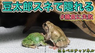 捕食に失敗していじけるアマガエル /【Tree frog angry because it can't prey】