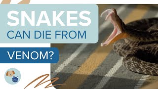 Can Snakes Die from Venom?! Even Their OWN?!