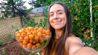 What I Eat in a Day (Vegan) + Summer Garden Update