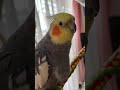 ごじらちゃんに会いたかった♫の曲を流したら輪唱みたいにズレました😆　 オカメインコ