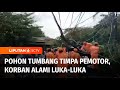 Pohon Mahoni Tumbang Menimpa Kabel Listrik di Cilincing, Dua Pemotor Tertimpa Ranting | Liputan 6