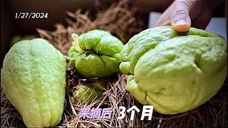 【佛手瓜】这样储存 春天也有新鲜佛手瓜！keep chayote fresh without a fridge