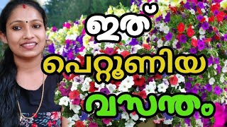 എൻറെ പുതിയ പെറ്റൂണിയ ചെടികൾ/How to Grow and Care Petunia Plants.