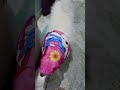 ❤️ মুন্না বড়া পেরা dog doglover shorts funny