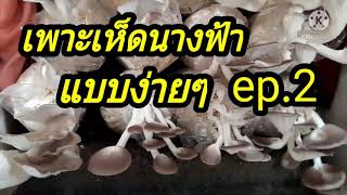 เพาะเห็ดนางฟ้า แบบง่ายๆ ep.2 (มาเก็บเห็ดนางฟ้า กันครับ)