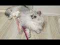 新しいおもちゃに大興奮の猫がかわいすぎる！【猫動画】