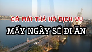 CÁ MỚI THẢ HỒ DỊCH VỤ, MẤY NGÀY SẼ ĐI ĂN? | Kinh nghiệm Câu Cá Dành Cho Người Mới Đam Mê