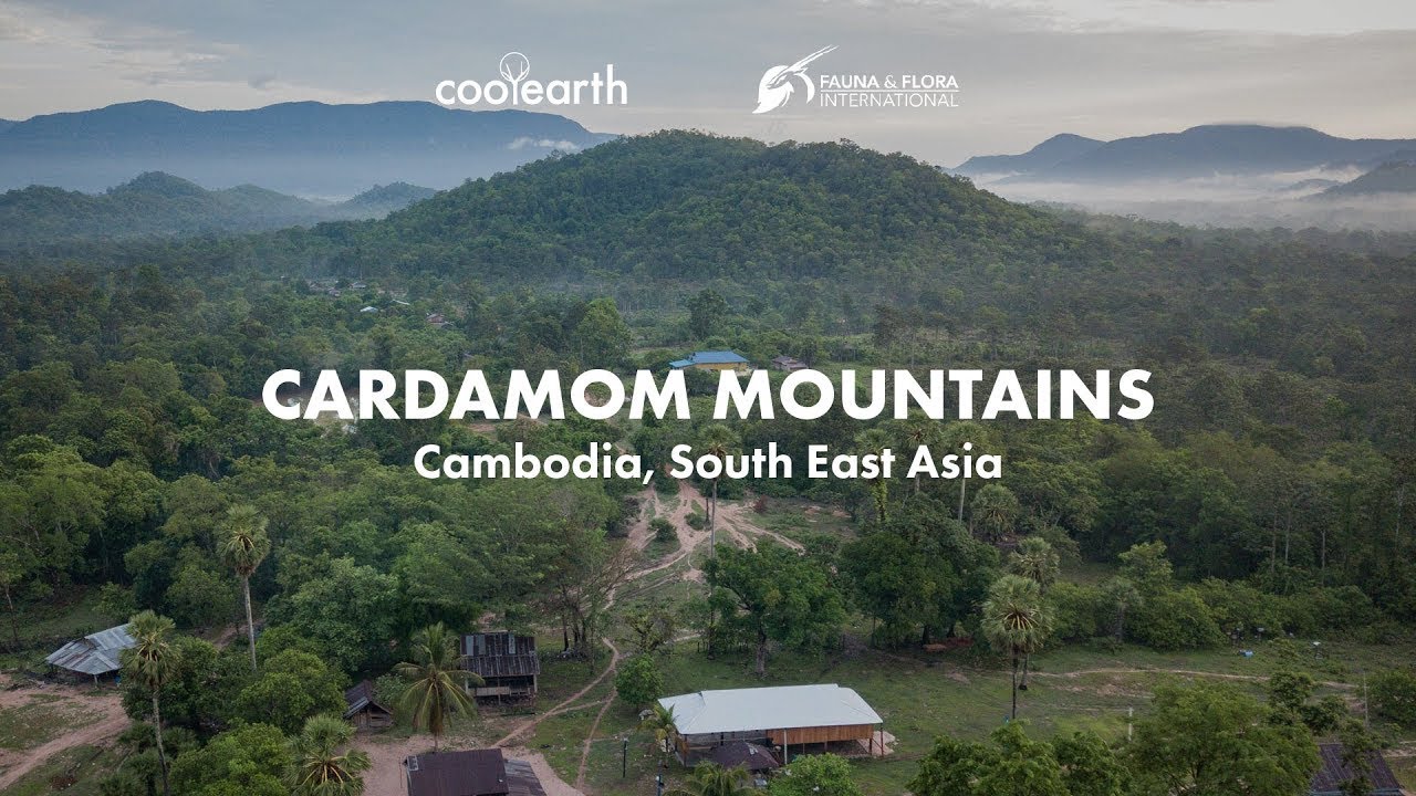 The Cardamom Mountains, Cambodia | Saving Rainforest In South East Asia ...