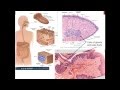 13. Medical School Histology. Digestive System I - Part 1 (Cells)