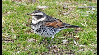 大仙公園の鳥（２０１８年１月２４日）