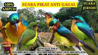 Suara Pikat 💯 Ampuh Khusus Pikat Kolibri Wulungkolibri Muncangkolibri Kelapa