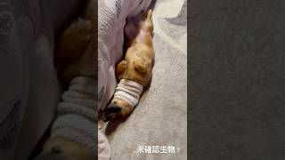 愛犬と散歩係#ミニチュアダックスフンド #ミニチュアダックス子犬