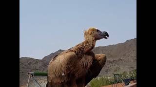 Lappet-faced Vulture at Kalba Birds of Prey Center 08.04.2017