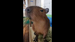 カピックのお手入れ✨ @ZOO