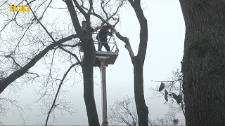 Полтавські парки очищують від небезпечних дерев і гілок