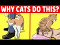 15 Strangest Cat Behaviors Explained